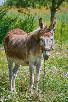 Donkey on the Pasture in a Countryside