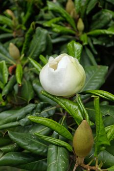 Magnolia tree flowering in Istanbul