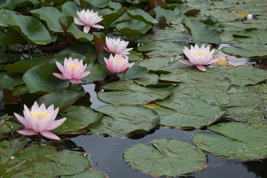 ISTANBUL, TURKEY - MAY 29 : Water Lilies flowering at the  Dolmabache Palace and Museum in Istanbul Turkey on May 29, 2018