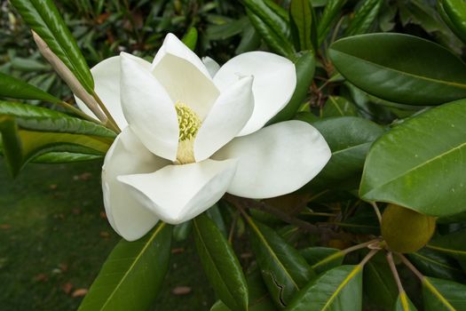 Magnolia tree flowering in Istanbul