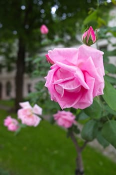 Pink Roses flowering in Istanbul