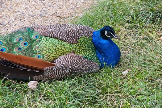 ISTANBUL, TURKEY - MAY 29 :  Peacock sitting in the grounds of  the Dolmabache Palace and Museum in Istanbul Turkey on May 29, 2018