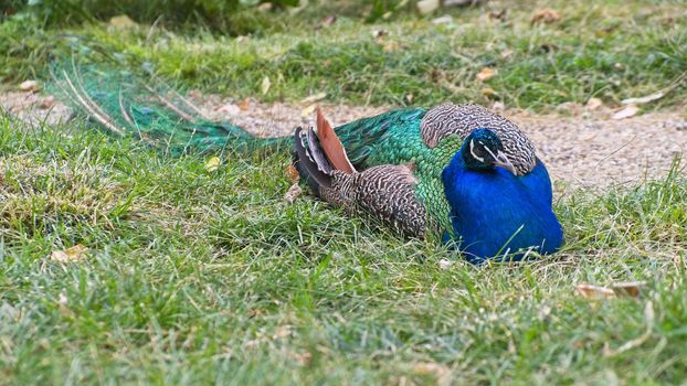 ISTANBUL, TURKEY - MAY 29 :  Peacock sitting in the grounds of  the Dolmabache Palace and Museum in Istanbul Turkey on May 29, 2018