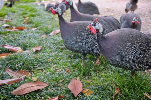 ISTANBUL, TURKEY - MAY 29 :  Guinea Fowl wandering freely around the grounds of Dolmabache Palace and Museum in Istanbul Turkey on May 29, 2018