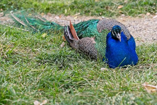 ISTANBUL, TURKEY - MAY 29 :  Peacock sitting in the grounds of  the Dolmabache Palace and Museum in Istanbul Turkey on May 29, 2018