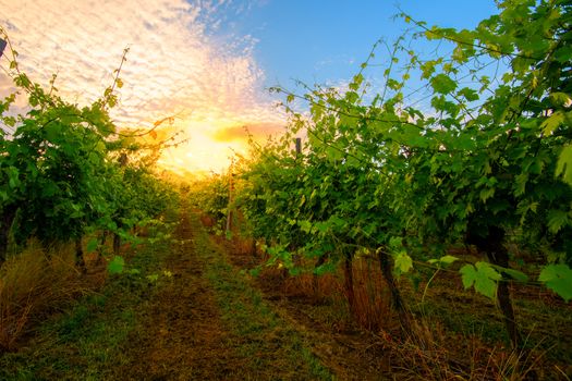 Sunrise in the vineyard, sun rising behind clouds and shining between rows of grape vine