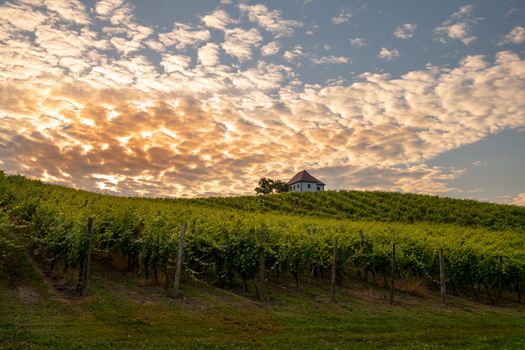 Vineyard with rows of grape vine in sunrise, sunset with old building, villa on top of the vine yard, traditional authentic European winery, Slovenske Konjice, Slovenia
