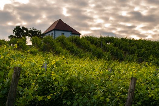 Vineyard with rows of grape vine in sunrise, sunset with old building, villa on top of the vine yard, traditional authentic European winery, Slovenske Konjice, Slovenia