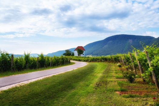 Vineyard with rows of grape vine in sunrise with old building, villa on top of the vine yard, traditional authentic European winery, Slovenske Konjice, Slovenia