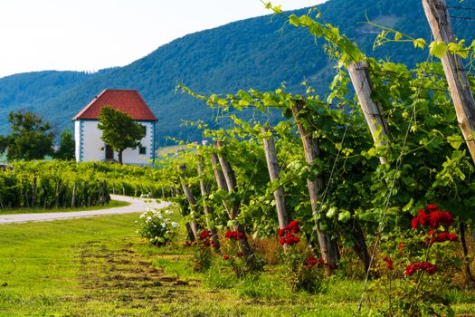 Vineyard with rows of grape vine in sunrise with old building, villa on top of the vine yard, traditional authentic European winery, Slovenske Konjice, Slovenia