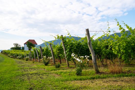 Vineyard with rows of grape vine in sunrise with old building, villa on top of the vine yard, traditional authentic European winery, Slovenske Konjice, Slovenia