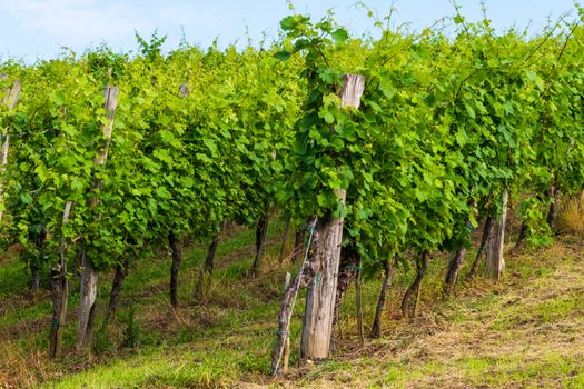 Vineyard in summer morning, grape vines planted in rows, Europe, european landscape, touristic and travel destination in rural countrzside