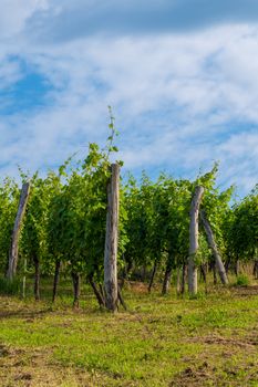 Vineyard in summer morning, grape vines planted in rows, Europe, european landscape, touristic and travel destination in rural countrzside