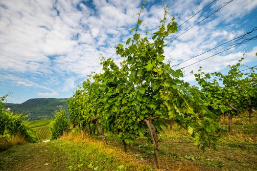 Vineyard in summer morning, grape vines planted in rows, Europe, european landscape, touristic and travel destination in rural countrzside