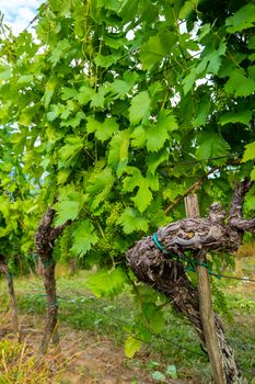 Vineyard in summer morning, grape vines planted in rows, Europe, european landscape, touristic and travel destination in rural countrzside