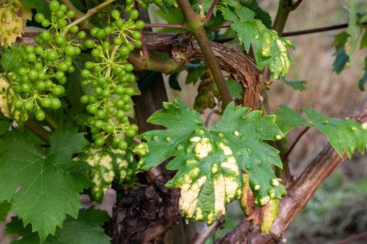 Disease spreading on grape in vineyard, close up, grape vine protection, treating plants with fungicides and insecticides, Integrated Weed and Pest Management