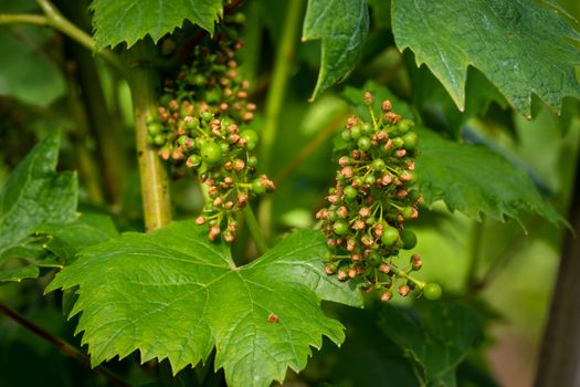 Disease spreading on grape in vineyard, close up, grape vine protection, treating plants with fungicides and insecticides, Integrated Weed and Pest Management