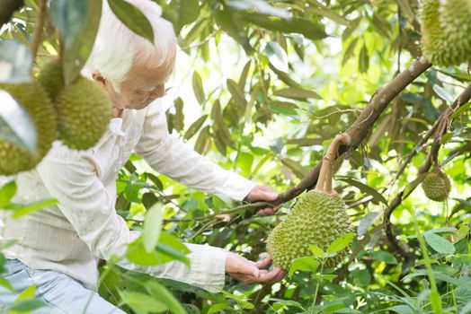 Asian farmer checking on durian tree in orchard.