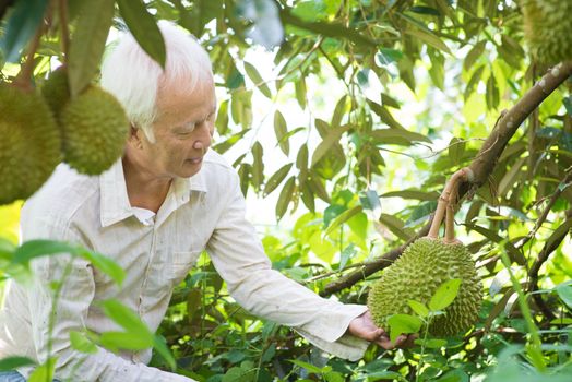 Asian farm people checking on durian tree in orchard.