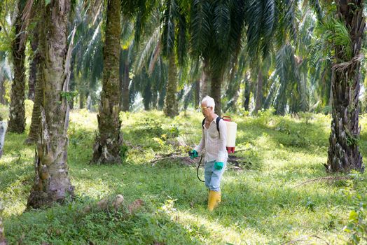 Asian worker is poisoning weeds in oil palm plantations