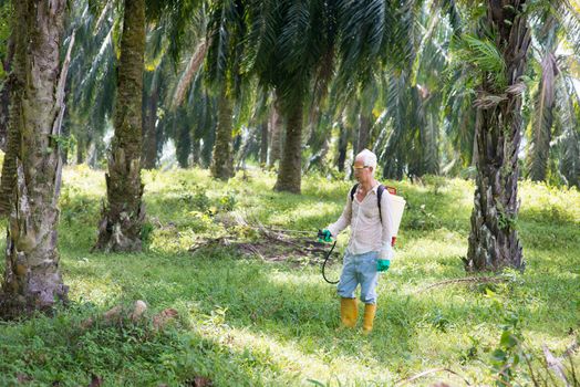Palm oil worker is spraying herbicides to poisoning weeds in plantations