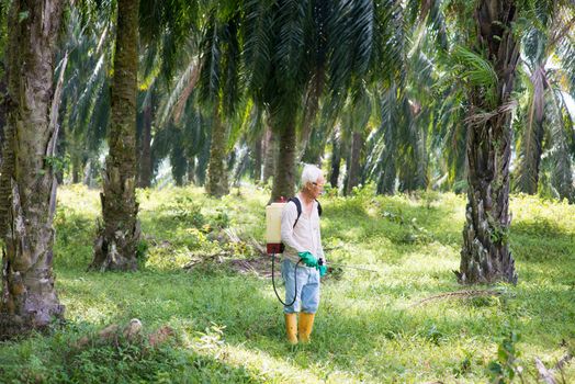 Worker is spraying herbicides to poisoning weeds in oil palm plantations