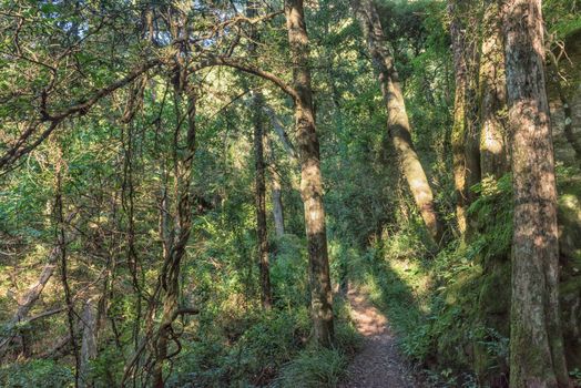 A forest on the Tugela Gorge hiking trail in the  Kwazulu-Natal Drakensberg