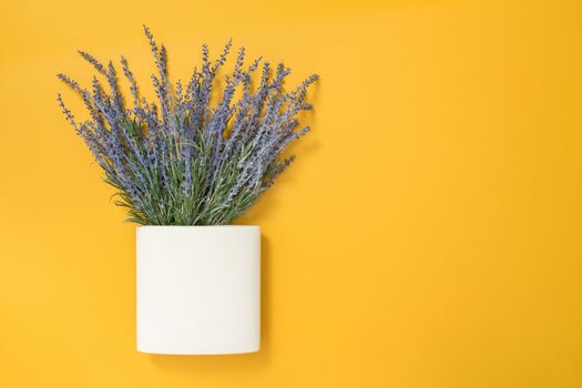 Blooming blue lavender in a square white vase, on yellow background.