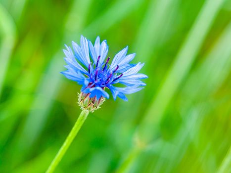 Detailed view of blue cornflower, Centaurea cyanus, on spring green field background bokeh.