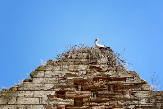 nest of stork on The ruins of the old German church. Photo. Ukraine