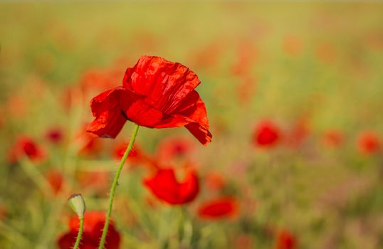 Red corn poppy flowers in early summer