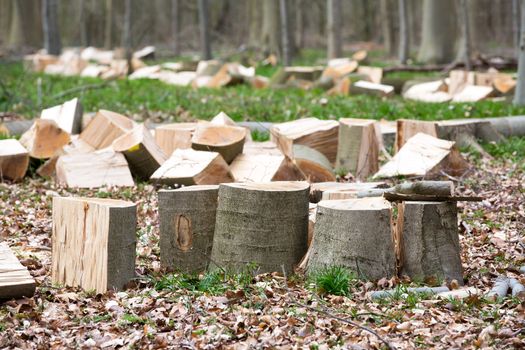 Pile of wood in the forest