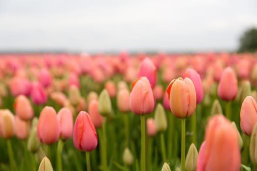 Colorful field of tulips in the Netherlands