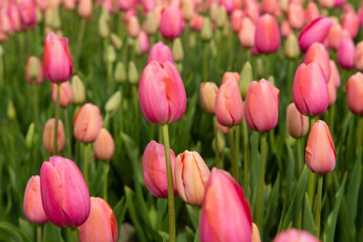 Colorful field of tulips in the Netherlands