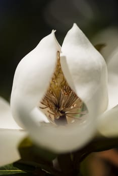 Detail of white flower, suthern magnolia grandiflora tree