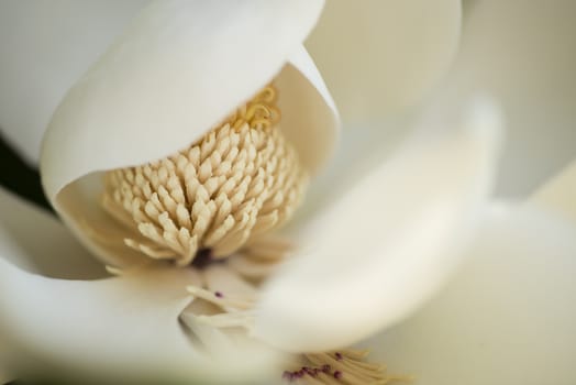 Detail of white flower, suthern magnolia grandiflora tree