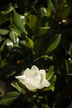 Detail of white flower, suthern magnolia grandiflora tree