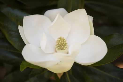 Detail of white flower, suthern magnolia grandiflora tree