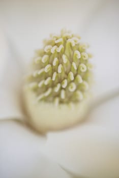 Detail of white flower, suthern magnolia grandiflora tree