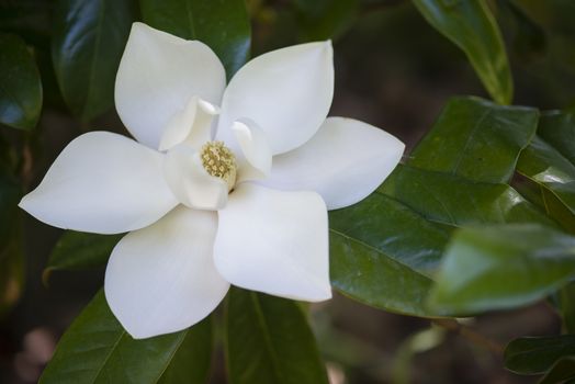 Detail of white flower, suthern magnolia grandiflora tree