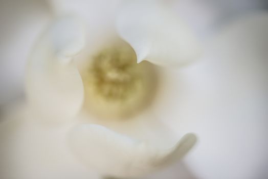 Detail of white flower, suthern magnolia grandiflora tree