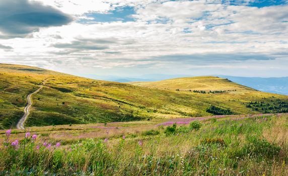 hills of Runa mountain in late summer. lovely landscape with fire weed flowers in front and forest in the distance. road passes the slope