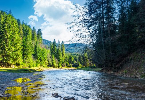 wild mountain river in forest. lovely autumn scenery of Carpathian nature