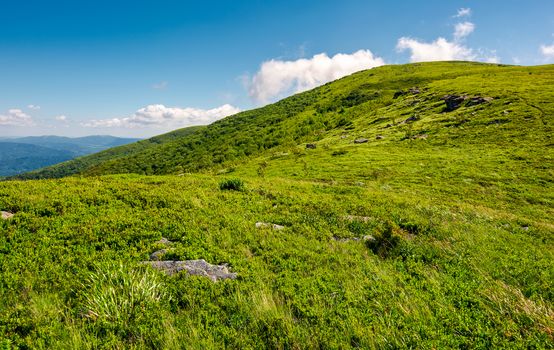 alpine meadows on the mountain top. beautiful summer landscape