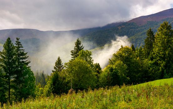 smoke from the fire in forest. mountainous summer landscape. environmental problem and ecology disaster of Carpathian countryside