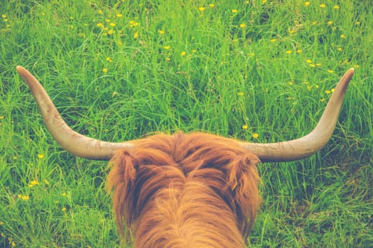 Retro Style Image Of A Scottish Highland Cow In A Meadow With Copy Space