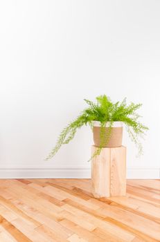 Beautiful Asparagus fern plant in a basket, in a room with wooden floors and white wall.
