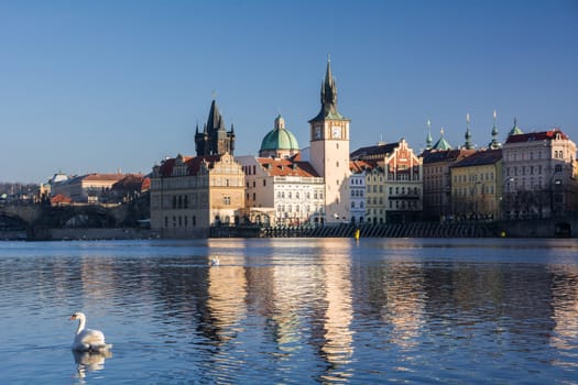 Swans. The Vltava River, Prague.