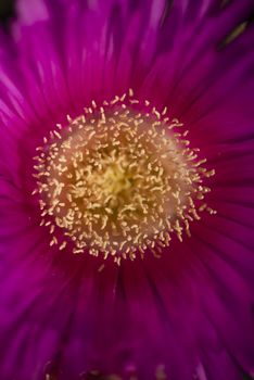 Carpobrotus edulis is a ground-creeping plant with succulent leaves, native to South Africa. Also known as Hottentot-fig, ice plant, highway ice plant, pigface, sour fig.