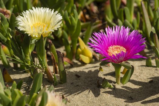 Carpobrotus edulis is a ground-creeping plant with succulent leaves, native to South Africa. Also known as Hottentot-fig, ice plant, highway ice plant, pigface, sour fig.